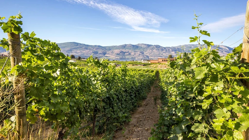 Green vines at Beaumont Family Wines near Botrivier